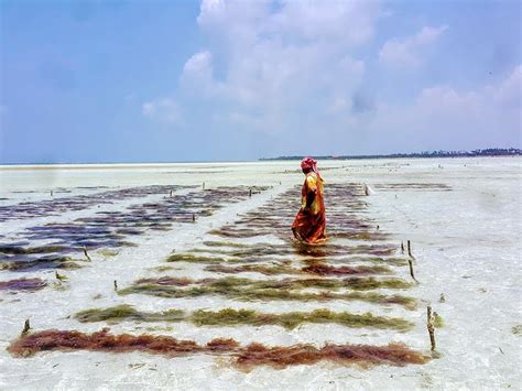Ocean Beach Seaweed: A Sustainable Alternative to Plastic